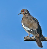 White-winged Dove