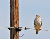 Prairie Falcon