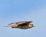 Prairie Falcon