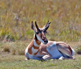Pronghorn