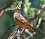 Say's Phoebe