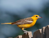 Orchard Oriole