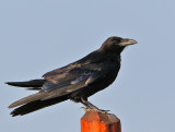 Common Raven
