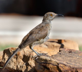 Curve-billed Thrasher