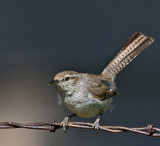 Bewick's Wren