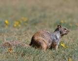 Rock Squirrel