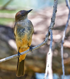 Say's Phoebe
