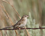 Cassin's Sparrow