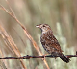 Cassin's Sparrow