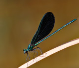 Ebony Jewelwing