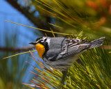 Yellow-throated Warbler