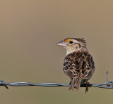 Grasshopper Sparrow