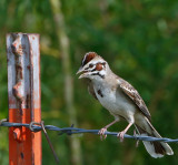 Lark Sparrow