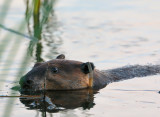 American Beaver