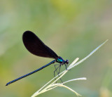 Ebony Jewelwing