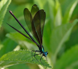 Ebony Jewelwing
