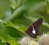Silver-spotted Skipper