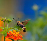Snowberry Clearwing
