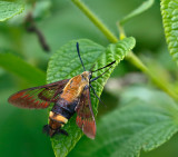 Snowberry Clearwing