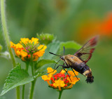 Snowberry Clearwing