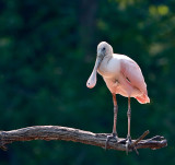 Roseate Spoonbill