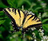 Eastern Tiger Swallowtail