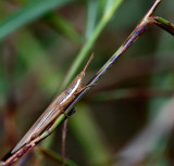 Cattail Toothpick Grasshopper