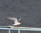 Common Tern