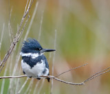 Belted Kingfisher