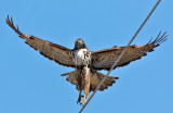 Red-tailed Hawk