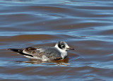 Franklin's Gull