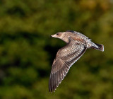 California Gull