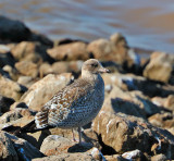 California Gull