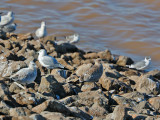 California Gull