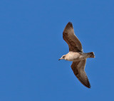 California Gull