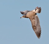California Gull