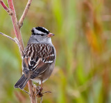 White-crowned Sparrow