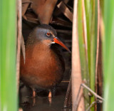 Virginia Rail