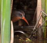Virginia Rail