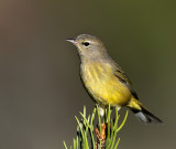 Orange-crowned Warbler