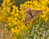 Corn Earworm Moth