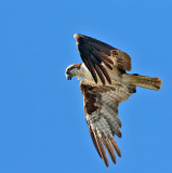 Osprey