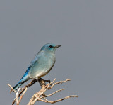 Mountain Bluebird