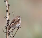 Vesper Sparrow