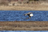 Eagles