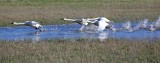 Geese & Swans