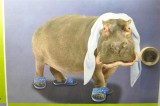 Happy Hippo