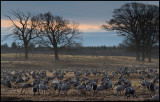Cranes (tranor) at Hornborgasjön Sweden