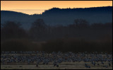 Cranes (tranor) before sunrise - Hornborgasjön Sweden