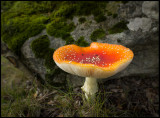 Fly Agaric (Flugsvamp) - Växjö